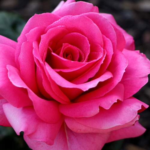 National Rose Society of Australia