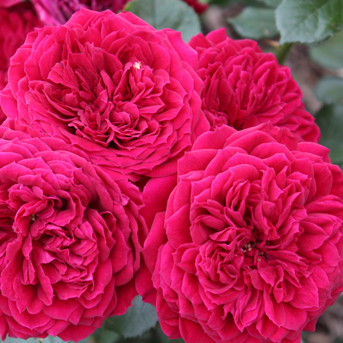 National Rose Society of Australia