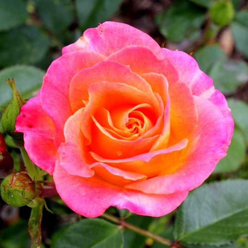 National Rose Society of Australia