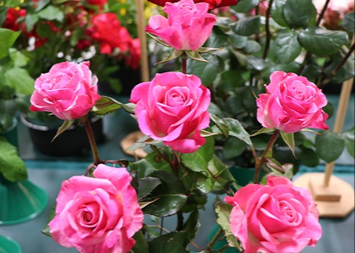 Rose Show Exhibit