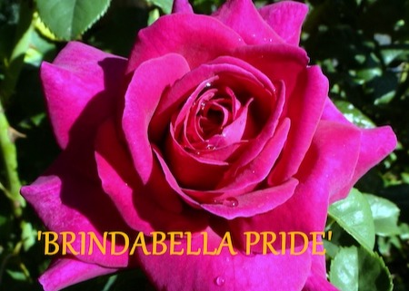 /Brindabella Pride