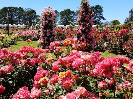 Victoria State Rose Garden