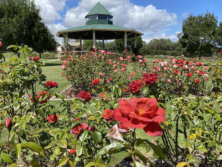 Mornington Botanical Rose Gardens