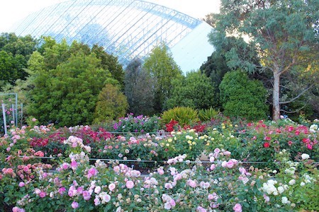 The National Rose Trial Garden in the Adelaide Botanic Garden